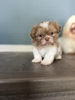 Imperial Lavender Lilac Parti Boy, a male Shih Tzu for sale in Atlanta, GA – 2 of 8