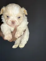 Ckc Liver Cream Boy, a male Shih Tzu for sale in Atlanta, GA – 3 of 6