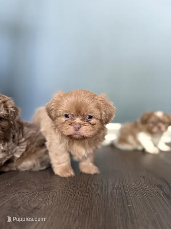 Lavender Boy – Shih Tzu puppy for sale in Atlanta, GA