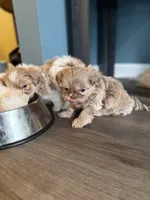 Lilac Imperial Girl, a female Shih Tzu for sale in Atlanta, GA – 3 of 6