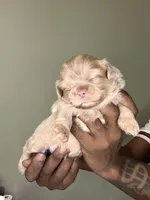 Lavender Boy, a male Shih Tzu for sale in Atlanta, GA – 3 of 6