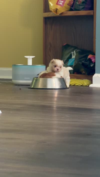 Ckc Liver Cream Boy, a male Shih Tzu for sale in Atlanta, GA – 5 of 6