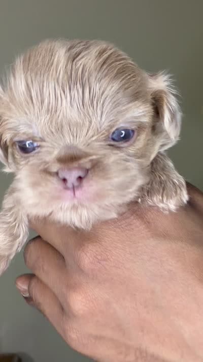 Lilac Imperial Girl, a female Shih Tzu for sale in Atlanta, GA – 6 of 6