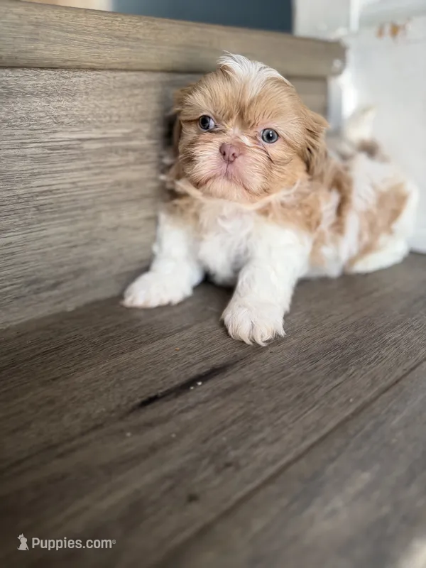 Imperial Lavender Lilac Parti Boy – Shih Tzu puppy for sale in Atlanta, GA