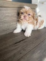 Imperial Lavender Lilac Parti Boy, a male Shih Tzu for sale in Atlanta, GA – 1 of 8