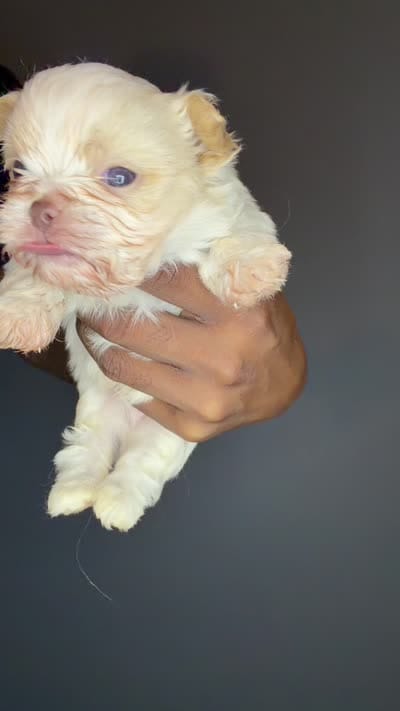 Ckc Liver Cream Boy, a male Shih Tzu for sale in Atlanta, GA – 4 of 6