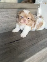 Imperial Lavender Lilac Parti Boy, a male Shih Tzu for sale in Atlanta, GA – 4 of 8