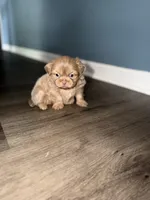 Lavender Boy, a male Shih Tzu for sale in Atlanta, GA – 5 of 6