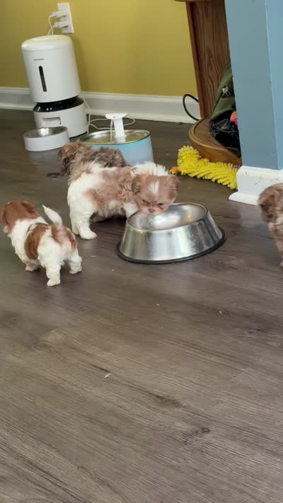 Imperial Lavender Lilac Parti Boy, a male Shih Tzu for sale in Atlanta, GA – 7 of 8