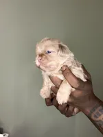 Lavender Boy, a male Shih Tzu for sale in Atlanta, GA – 2 of 6