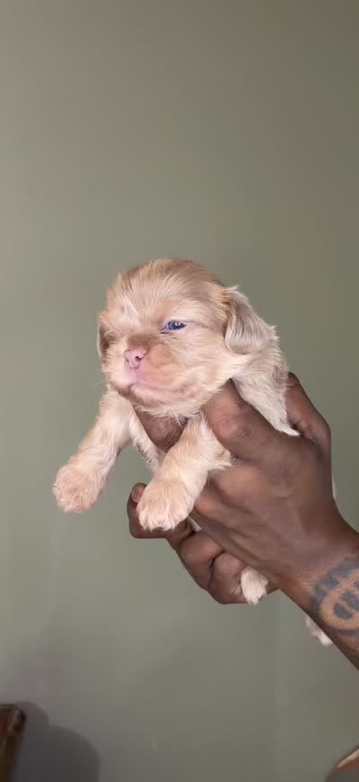 Lavender Boy, a male Shih Tzu for sale in Atlanta, GA – 6 of 6