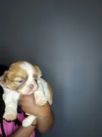 Ckc Liver Parti Boy, a male Shih Tzu for sale in Atlanta, GA – 2 of 5