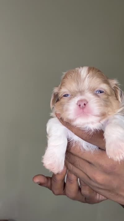 Imperial Lavender Lilac Parti Boy, a male Shih Tzu for sale in Atlanta, GA – 6 of 8