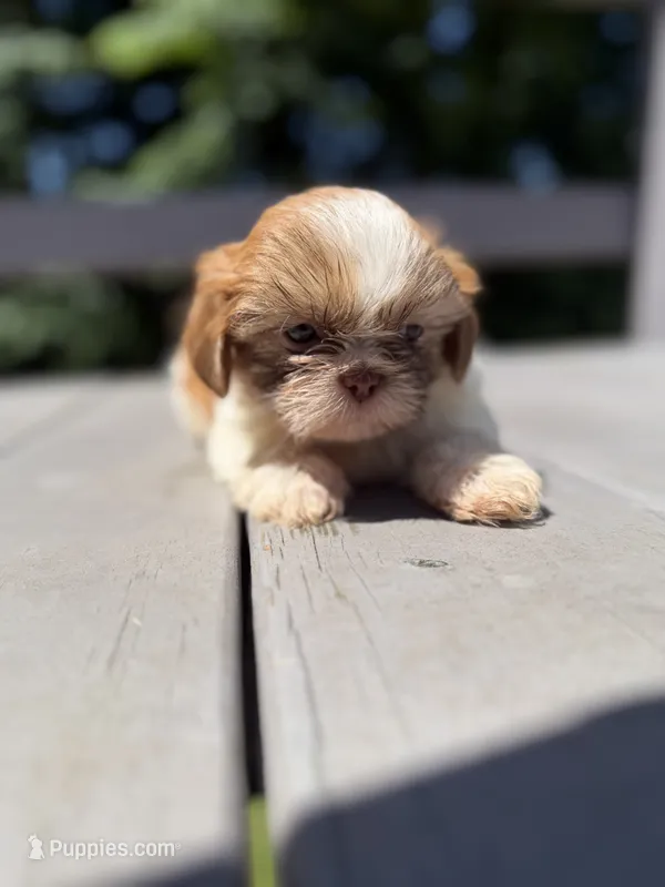 Ckc Liver Parti Boy – Shih Tzu puppy for sale in Atlanta, GA