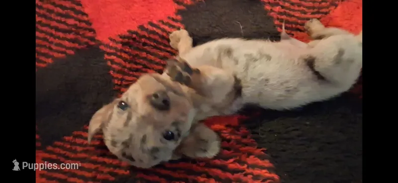 Rusty – Miniature Dachshund puppy for sale in Bloomington, IN