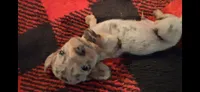 Rusty, a male Miniature Dachshund for sale in Bloomington, IN – 4 of 4