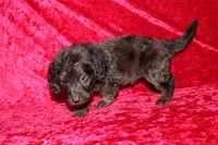 Dory, a female Doxiepoo for sale in Bloomington, IN – Photo 5 of 10