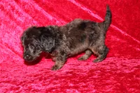 Dory, a female Doxiepoo for sale in Bloomington, IN – Photo 8 of 10