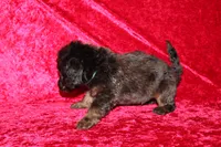Dory, a female Doxiepoo for sale in Bloomington, IN – Photo 3 of 10