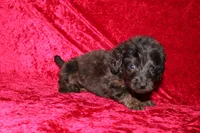 Dory, a female Doxiepoo for sale in Bloomington, IN – Photo 7 of 10