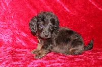 Dory, a female Doxiepoo for sale in Bloomington, IN – Photo 10 of 10