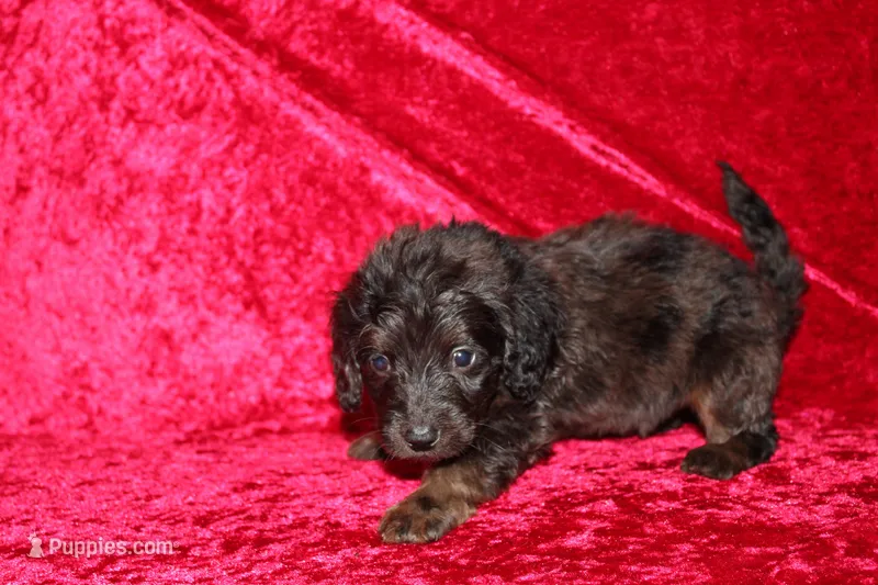 Dory – Doxiepoo puppy for sale in Bloomington, IN