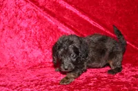 Dory, a female Doxiepoo for sale in Bloomington, IN – Photo 1 of 10