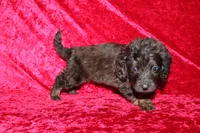 Dory, a female Doxiepoo for sale in Bloomington, IN – Photo 9 of 10