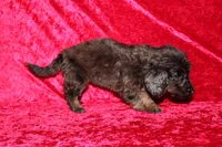 Dory, a female Doxiepoo for sale in Bloomington, IN – Photo 4 of 10