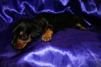 Calypso, a female Miniature Dachshund for sale in Bloomington, IN – 7 of 8