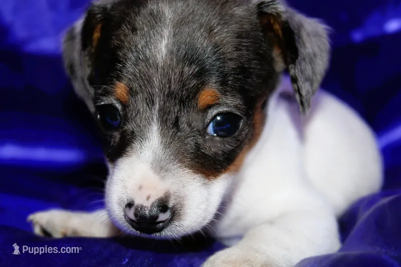 Dexter – Miniature Dachshund puppy for sale in Bloomington, IN
