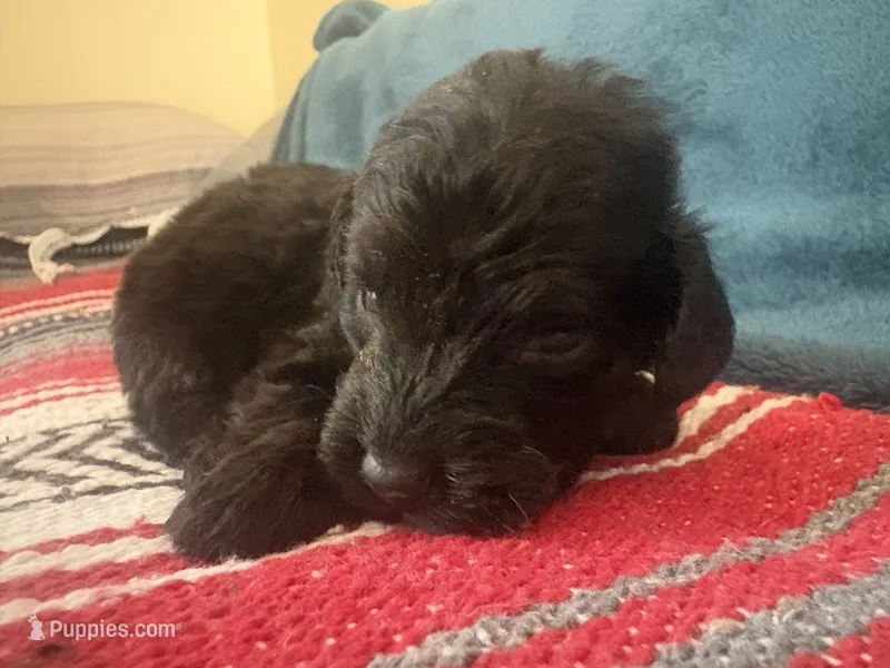 Smoky – Doxiepoo puppy for sale in Bloomington, IN