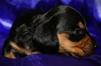 Calypso, a female Miniature Dachshund for sale in Bloomington, IN – 6 of 8