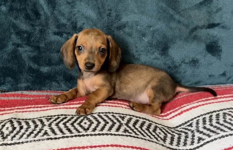 Circe – Miniature Dachshund puppy for sale in Bloomington, IN