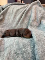 Lovey, a female Miniature Dachshund for sale in Bloomington, IN – 6 of 7
