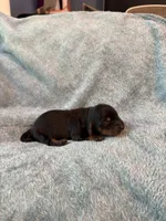 Doxie, a female Miniature Dachshund for sale in Bloomington, IN – 2 of 5