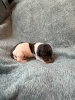 Paws, a male Miniature Dachshund for sale in Bloomington, IN – 1 of 5