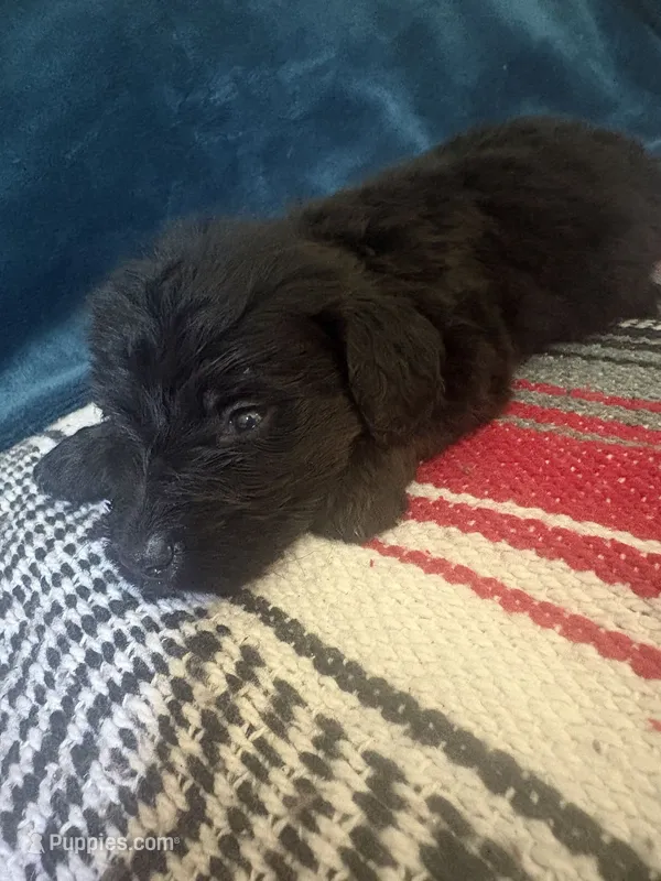 Teddy – Doxiepoo puppy for sale in Bloomington, IN