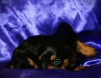 Calypso, a female Miniature Dachshund for sale in Bloomington, IN – 8 of 8