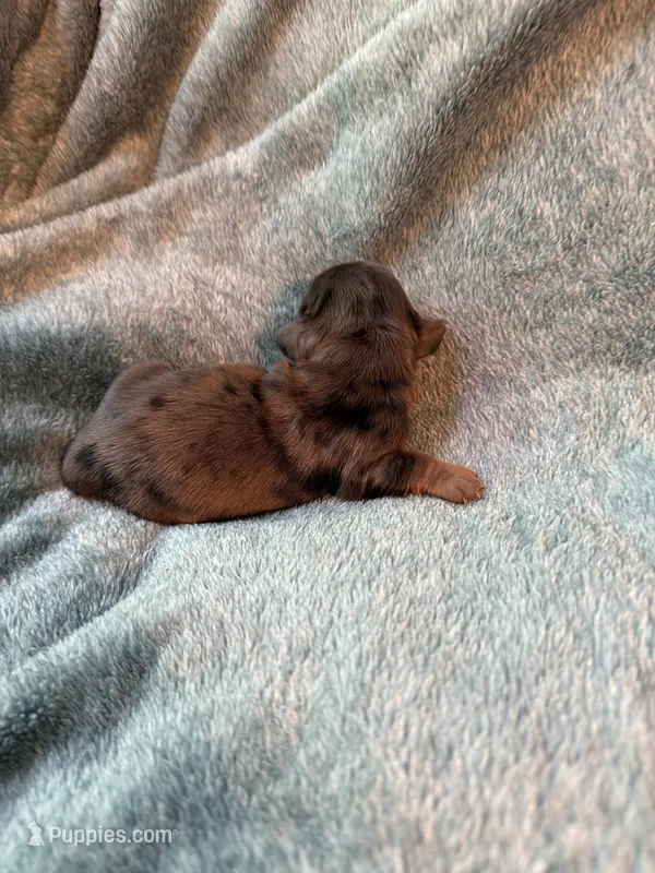 Lovey – Miniature Dachshund puppy for sale in Bloomington, IN