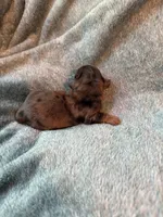 Lovey, a female Miniature Dachshund for sale in Bloomington, IN – 1 of 7