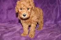 Mini Tux, a male Miniature Goldendoodle for sale in Bloomington, IN – Photo 5 of 10