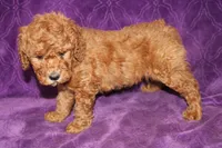 Mini Tux, a male Miniature Goldendoodle for sale in Bloomington, IN – Photo 9 of 10