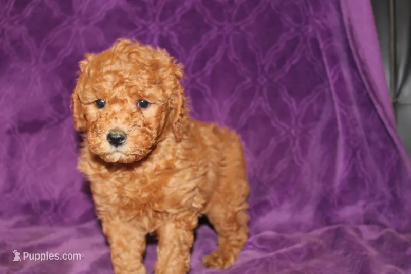 Mini Tux – Miniature Goldendoodle puppy for sale in Bloomington, IN