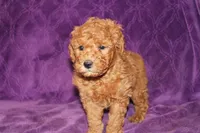 Mini Tux, a male Miniature Goldendoodle for sale in Bloomington, IN – Photo 4 of 10