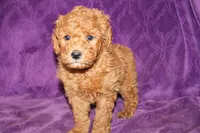Mini Tux, a male Miniature Goldendoodle for sale in Bloomington, IN – Photo 6 of 10