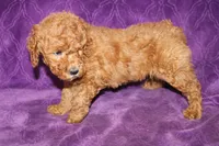 Mini Tux, a male Miniature Goldendoodle for sale in Bloomington, IN – Photo 10 of 10