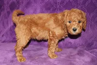 Mini Tux, a male Miniature Goldendoodle for sale in Bloomington, IN – Photo 3 of 10