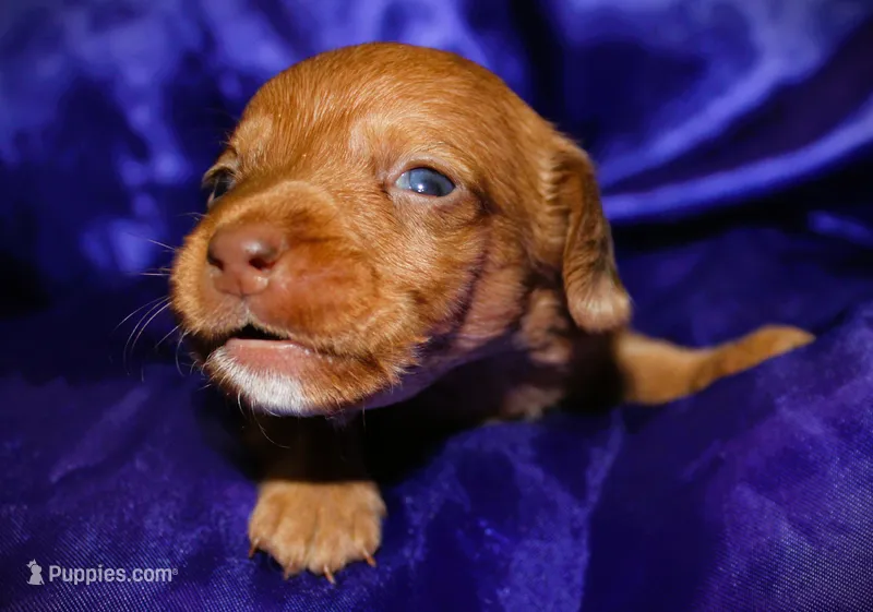 Athena – Miniature Dachshund puppy for sale in Bloomington, IN