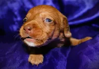 Athena, a female Miniature Dachshund for sale in Bloomington, IN – 2 of 6